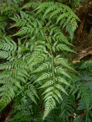 Rumohra adiantiformis. Adaxial surface of mature 2-pinnate-pinnatifid frond growing epiphytically.
 Image: L.R. Perrie © Te Papa CC BY-NC 3.0 NZ